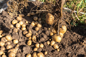Potato harvest, from a Bush of fruit of freshly dug potatoes on the ground