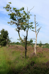 Fototapeta na wymiar purple moor and trees, cross border park Kalmthout heath, Belgium, The Netherlands