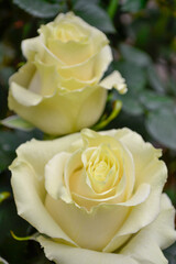 Obraz premium rosas amarillo con blanco 1
