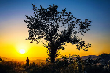 
Silhouette of a young man at dusk under a tree