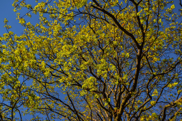 graceful thin spring trees with yellow green golden foliage in sun light on blue sky background