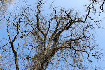 tree and blue sky, cross border park Kalmthout heath, Belgium, The Netherlands
