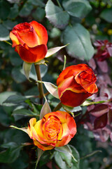 rosas naranja con blanco