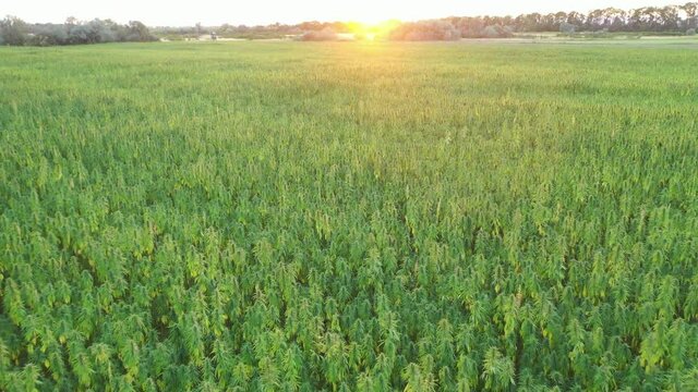 Aerial view of a beautiful sunset drone diving in to marijuana CBD hemp plants field in sunset