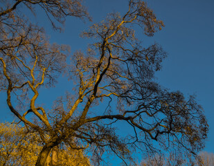 graceful thin spring trees with yellow golden foliage leaves in sun light and shadow on blue sky background
