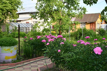 Fototapeta na wymiar Flowering peony bush on a summer cottage against the background of a glass greenhouse, small houses and trees. Peonies are pink. The garden path is lined with decorative tiles.