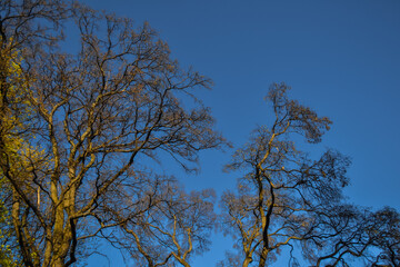 graceful thin spring trees with yellow golden foliage leaves in sunset light on blue sky background