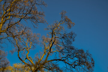 thin graceful spring trees with yellow golden foliage in sunset light on blue sky background