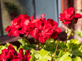 GERANIUM IN THE SUN