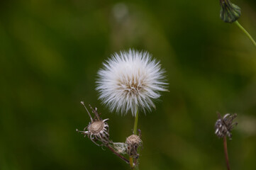 A Canola Plant going to Seed