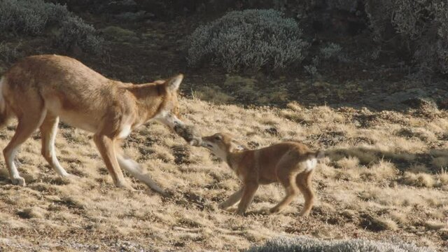 Ethiopian wolf playing with young pup, Ethiopia