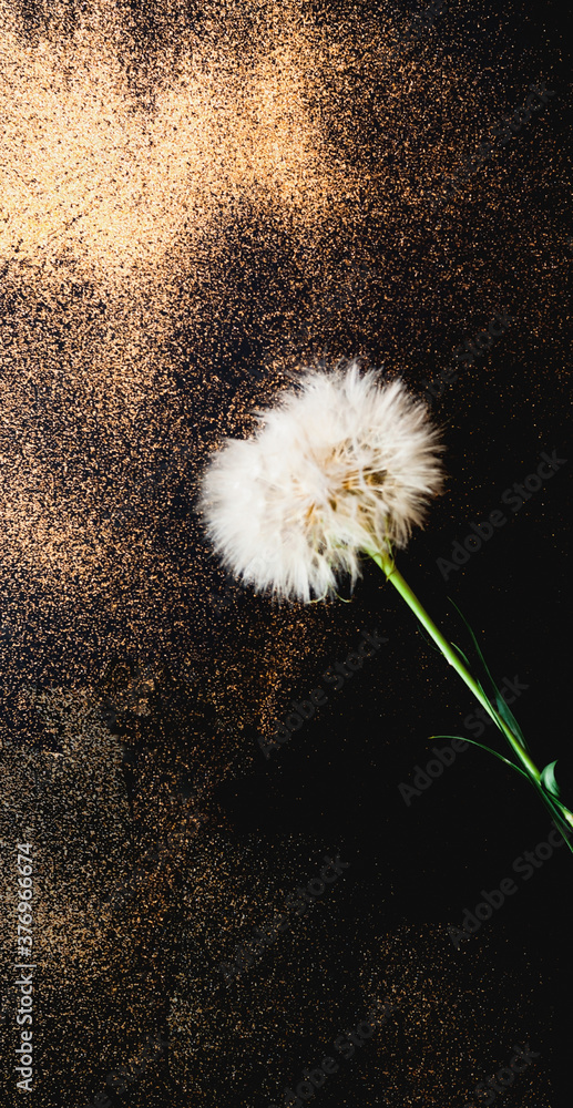 Poster white dandelion inflorescences on dark background with golden sparkles. blurred effect.