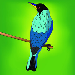 Green Honeycreeper Bird Drawn Vector Illustration