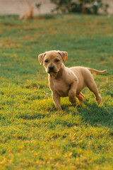 Pitbull Puppy