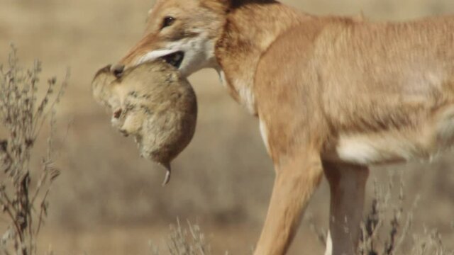 Ethiopian wolf holding Big-Headed African mole rat in mouth, Ethiopia
