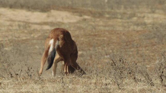 Ethiopian wolf pouncing on and capturing Big-Headed African mole rat, Ethiopia