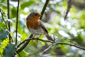 Robin looking alert in a tree on a summer day