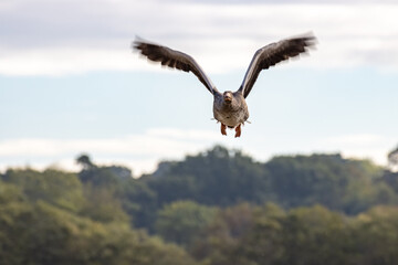 Greylag Geese (Anser anser) flying over a recently harvested wheat field