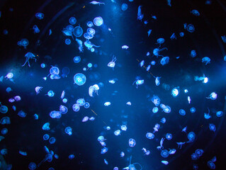 Slow-moving flock of colourful  jellyfish on dark blue background.