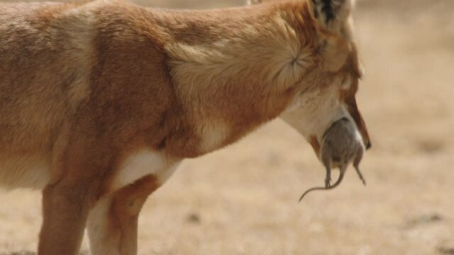 Ethiopian wolf killing its big-headed African mole rat prey, Ethiopia