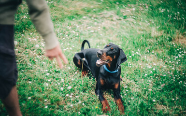 Black Doberman with blue collar on green meadow in sunny day. Pet enjoying Summer.