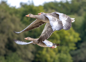 Greylag Geese (Anser anser) flying over a recently harvested wheat field