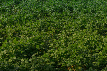 bean crop field in mexico