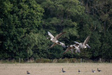 Canada Geese (Branta canadensis) flying over a recently harvested wheat field