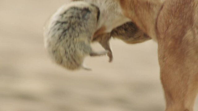 Ethiopian wolf walking with its Big-headed African mole rat prey in mouth, Ethiopia
