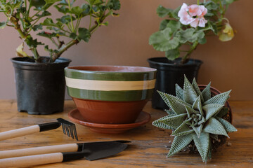 gardening and plant care concept, transplanting Echeveria into a ceramic pot
