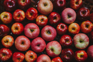 Pile of colorful organic apples during harvest time. Ripe apples on wooden basket. Shallow depth of field.