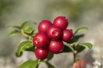 Obraz premium Bunch of fresh ripe lingonberries (Vaccinium vitis-idaea) growing in the forest on a sunny autumn day 