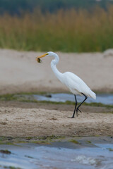 great egret (Ardea alba), also known as the common egret fishing