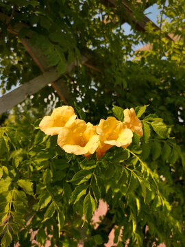 Milin amerykański Campsis radicans Flava. Pnącze rosnące w ogrodach i parkach. Ż&oacute;łte kwiaty w kształcie kielicha.