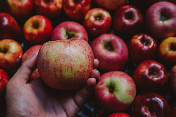 Hand holding ripe apple with plie of apples background. Close up of fresh apple.
