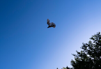 
dove in flight