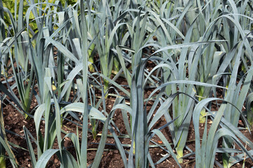 Allotment garden in autumn with detail of ripening leek