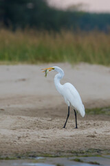 great egret (Ardea alba), also known as the common egret fishing
