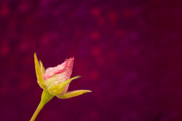Rose bud in drops of rain on a crimson background. Romantic card with place for text