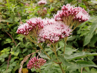Pink flowers of wild Hemp-agrimony (Eupatorium cannabinum), called also the holy rope. Blurry background with selective focus.
