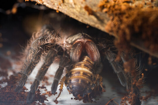 Big spider tarantula (Brachypelma Albopilosum) eats cockroach.