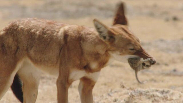 Ethiopian wolf while eating, Ethiopia