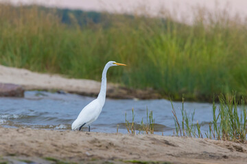 great egret (Ardea alba), also known as the common egret fishing