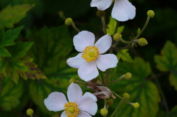 Chinese anemone or Japanese anemone, thimbleweed, or windflower. Natural light