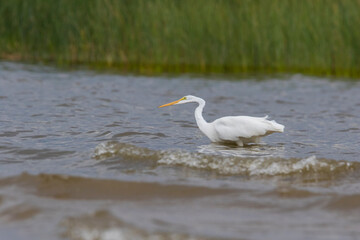 Fototapeta na wymiar great egret (Ardea alba), also known as the common egret fishing