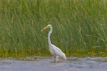 great egret (Ardea alba), also known as the common egret fishing