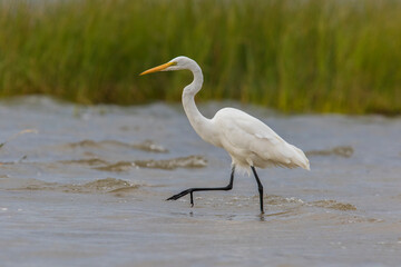 great egret (Ardea alba), also known as the common egret fishing