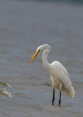 great egret (Ardea alba), also known as the common egret fishing