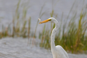 great egret (Ardea alba), also known as the common egret fishing