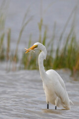 Fototapeta premium great egret (Ardea alba), also known as the common egret fishing
